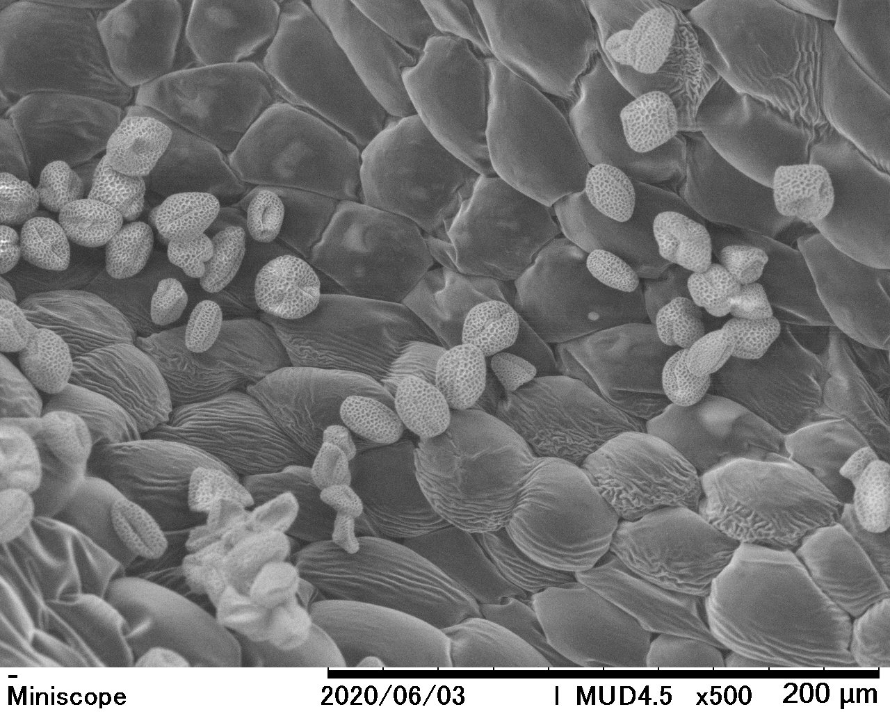 電子顕微鏡の世界探索 オリーブの花粉 株式会社真空デバイス